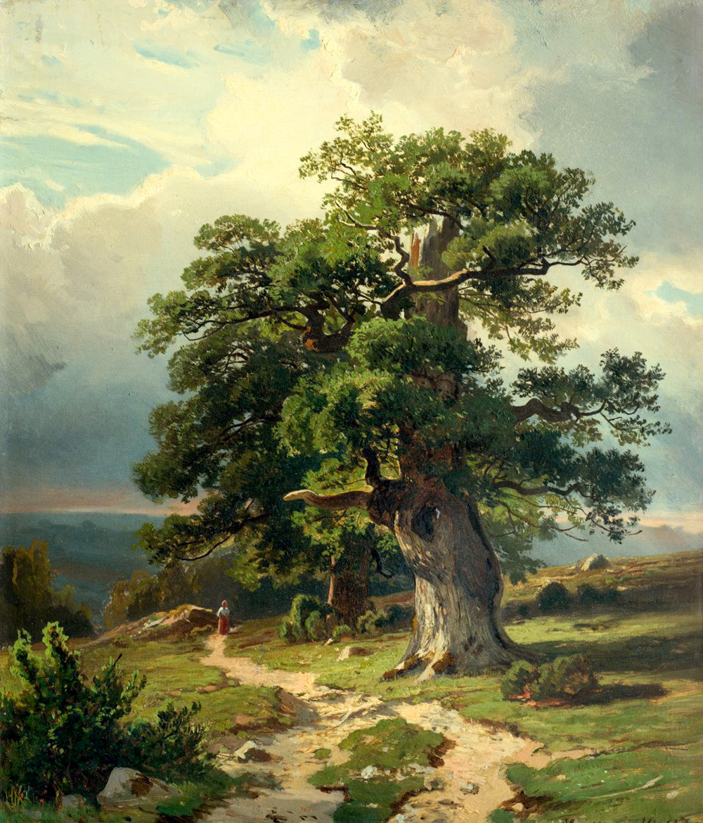 oaks